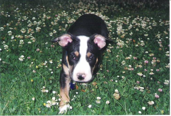 Apis - American Staffordshire Terrier Mâle (2 mois)
