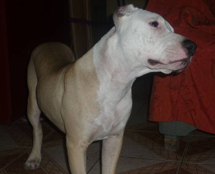 Tigre - American Staffordshire Terrier Mâle (5 mois)