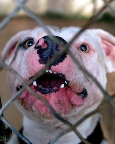 tayson - American Staffordshire Terrier Mâle (4 ans)