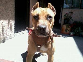 akira - American Staffordshire Terrier (7 mois)