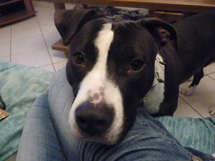 Diana - American Staffordshire Terrier (2 ans)