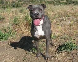 amy - American Staffordshire Terrier Mâle (9 mois)