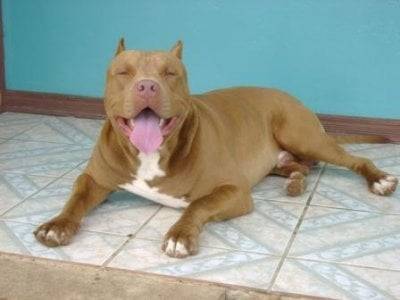 Danger - American Staffordshire Terrier Mâle (1 an)