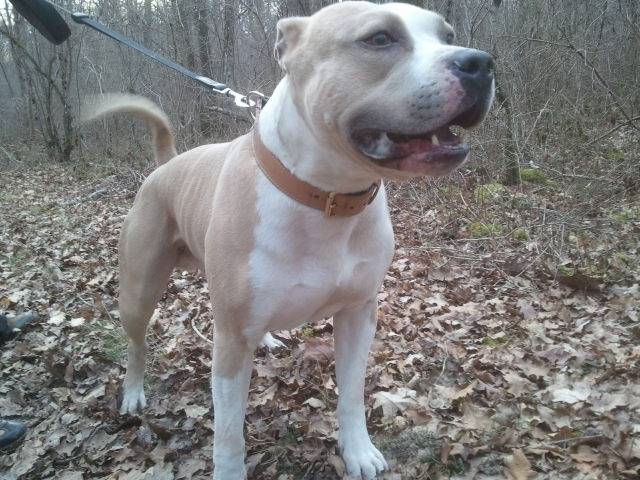 balkan - American Staffordshire Terrier Mâle (6 ans)