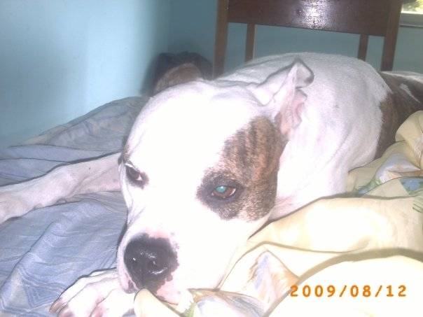 2pac - American Staffordshire Terrier Mâle (3 ans)