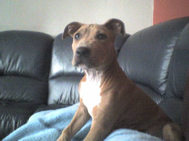 bayda - American Staffordshire Terrier (8 mois)