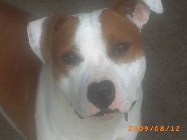 JB - American Staffordshire Terrier Mâle (2 ans)
