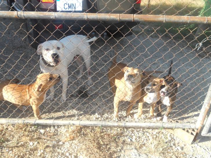 Gayumbero(Dumbo), Linda, Bola, Punto y Chica - American Staffordshire Terrier