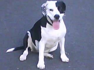 chipie - American Staffordshire Terrier (3 ans)