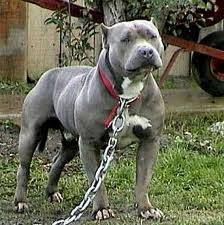 Brady - American Staffordshire Terrier Mâle (4 ans)