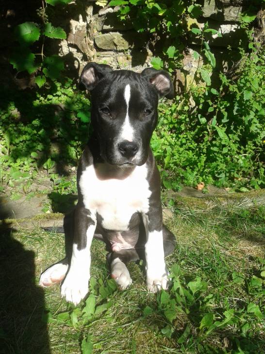 hades - American Staffordshire Terrier Mâle (3 mois)