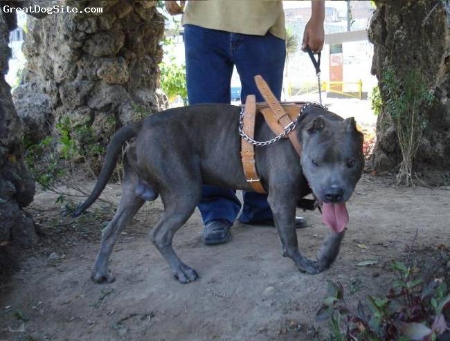 Dogo - American Staffordshire Terrier Mâle (2 ans)