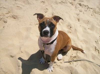 bougy - American Staffordshire Terrier Mâle (1 mois)