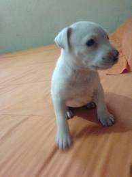 India - American Staffordshire Terrier (1 mois)
