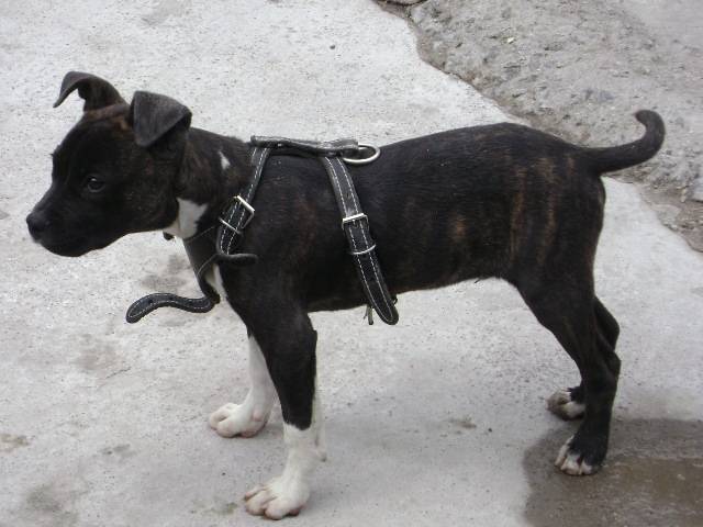 Pechan - American Staffordshire Terrier Mâle (1 an)