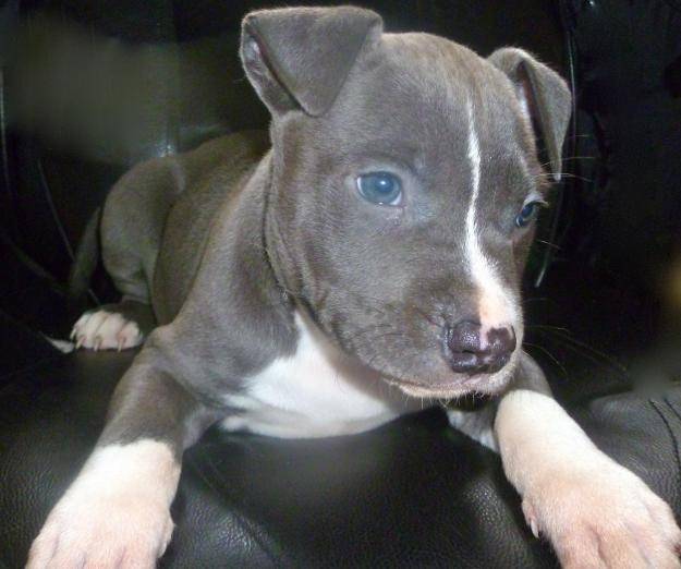 harko - American Staffordshire Terrier Mâle (5 mois)