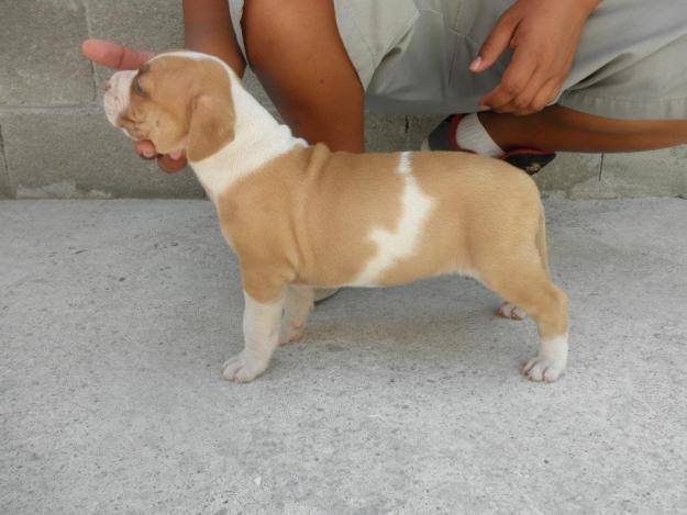 eya es sharon - American Staffordshire Terrier (1 mois)