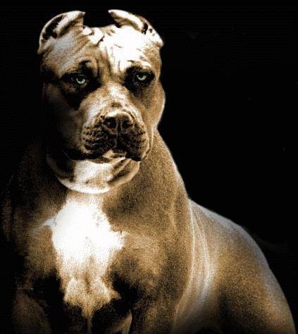 dark - American Staffordshire Terrier Mâle (3 ans)