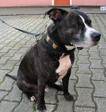 Boss - American Staffordshire Terrier Mâle (9 ans)