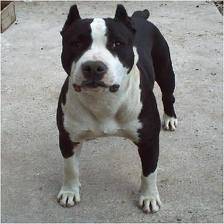 rafa - American Staffordshire Terrier Mâle (1 an)