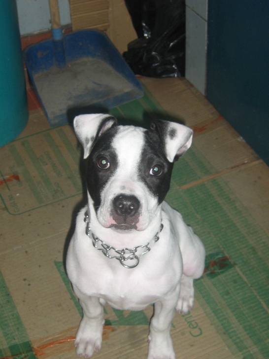 Jeyco - American Staffordshire Terrier Mâle (1 an)