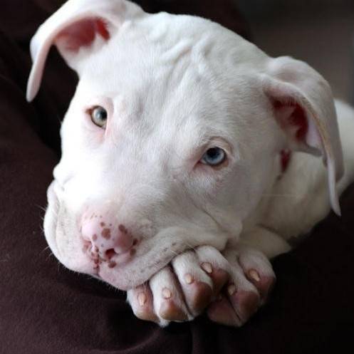 red nose pit - American Staffordshire Terrier (6 mois)