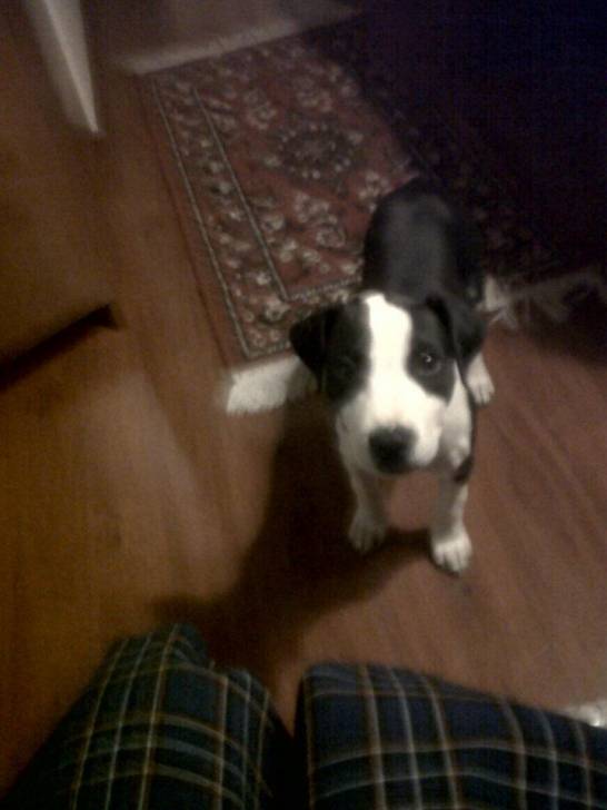 Nova - American Staffordshire Terrier (3 mois)
