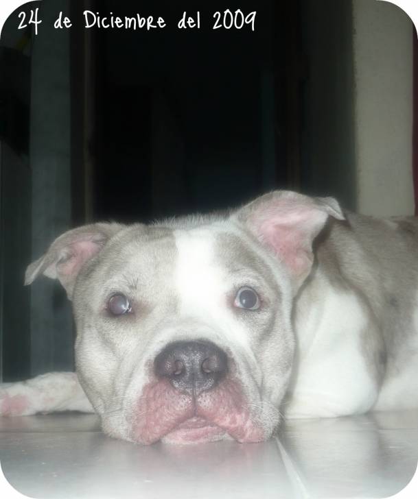 Rocky - American Staffordshire Terrier Mâle (3 ans)