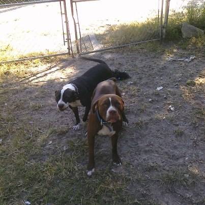 ruger n Affinity - American Staffordshire Terrier Mâle (3 ans)