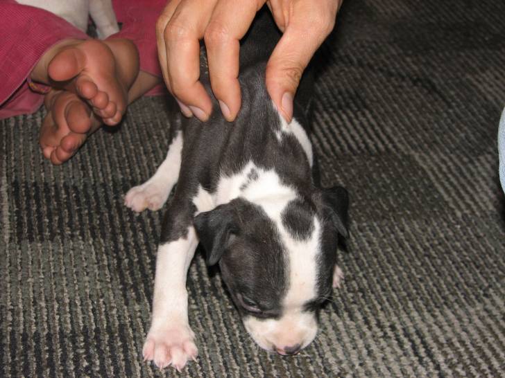 chello - American Staffordshire Terrier Mâle (3 mois)