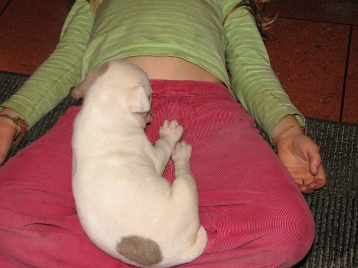 kellen - American Staffordshire Terrier (3 mois)