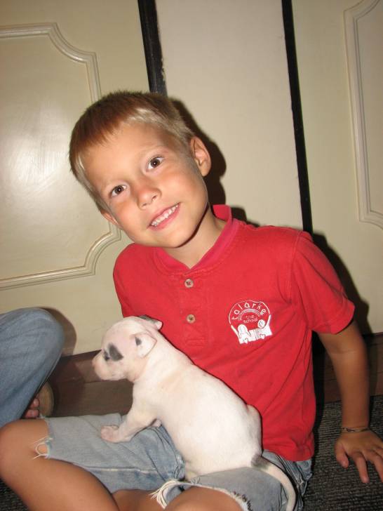colin - American Staffordshire Terrier Mâle (3 mois)