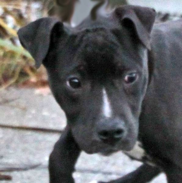 Tayla - American Staffordshire Terrier (5 mois)