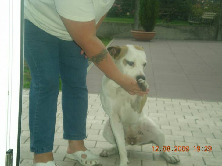 princesse - American Staffordshire Terrier