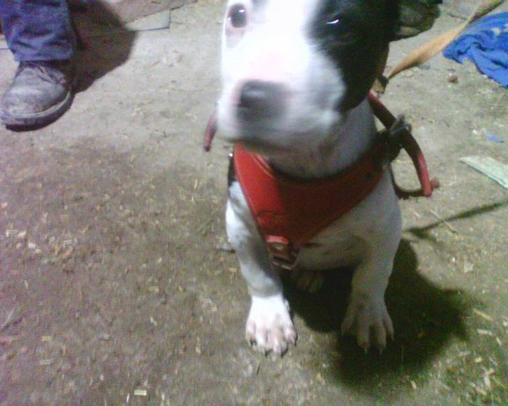 rocki - American Staffordshire Terrier Mâle (5 mois)