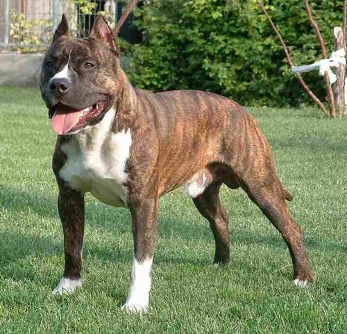 aston - American Staffordshire Terrier Mâle (7 ans)