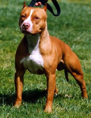 Lolo - American Staffordshire Terrier Mâle (5 ans)