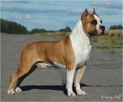 rubie - American Staffordshire Terrier Mâle (2 ans)