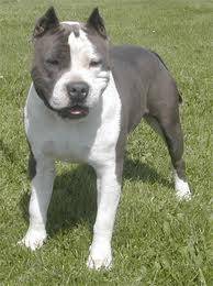 scarlet - American Staffordshire Terrier (2 ans)