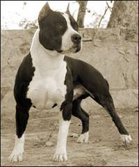 simon - American Staffordshire Terrier Mâle (2 ans)