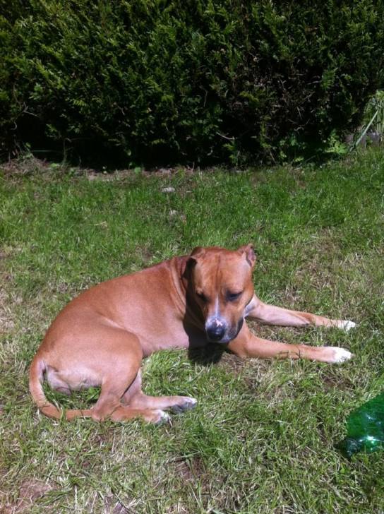 Luna - American Staffordshire Terrier (2 ans)