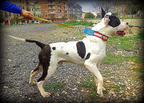 Tyson - American Staffordshire Terrier Mâle (1 an)