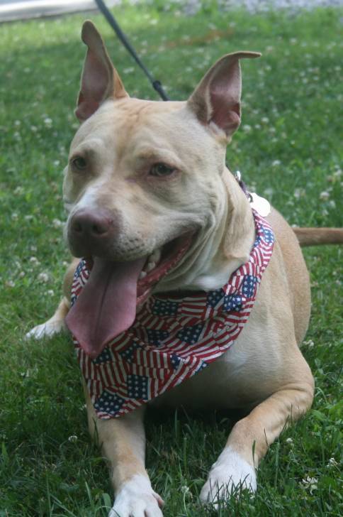 Dallas - American Staffordshire Terrier (1 an)