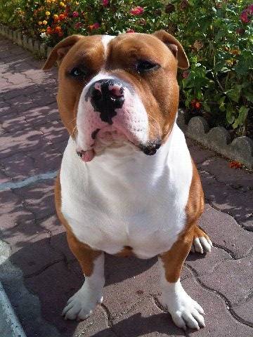 dinko - American Staffordshire Terrier Mâle (3 mois)