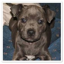 Blue - American Staffordshire Terrier (6 mois)