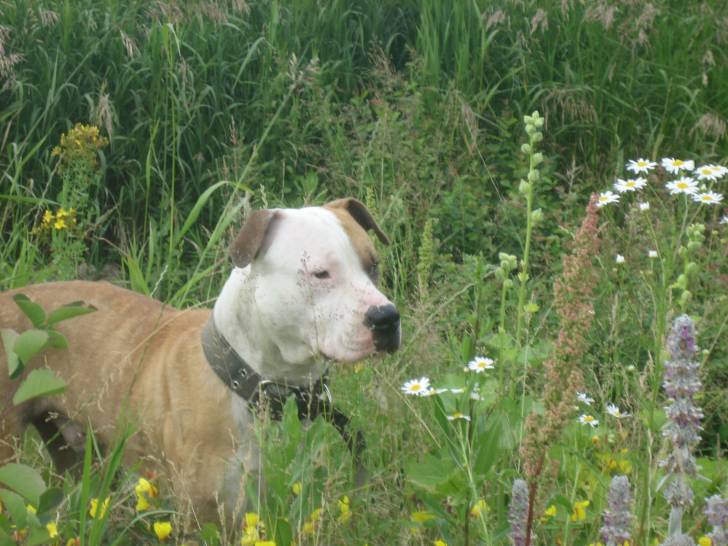 Bred - American Staffordshire Terrier Mâle (3 ans)