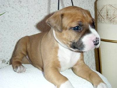 Tyron - American Staffordshire Terrier Mâle (4 mois)