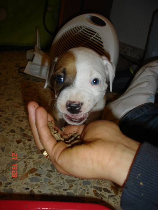 pluto de cachorro - American Staffordshire Terrier Mâle (1 mois)