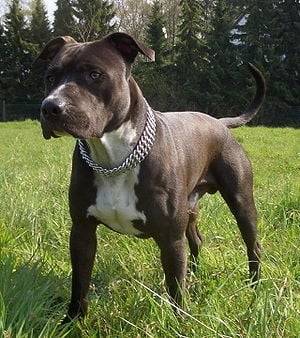 both - American Staffordshire Terrier Mâle (2 ans)