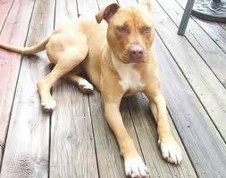 Angel - American Staffordshire Terrier (10 mois)